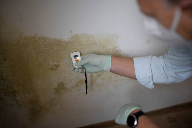 Best Fast Mold Removal  in Ponderosa Park, CO