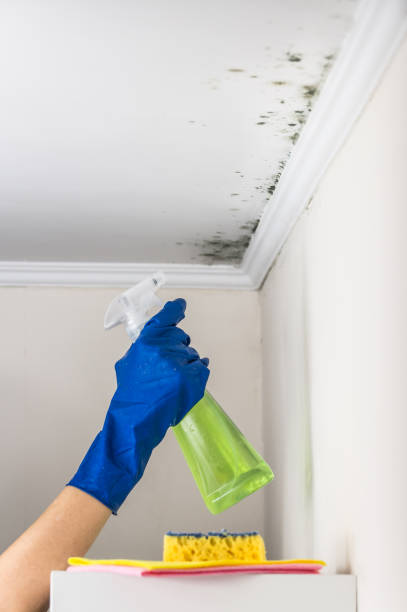 Home Mold Removal in Ponderosa Park, CO